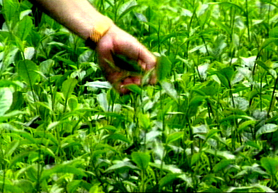 Tín hiệu khả quan trong xuất khẩu chè